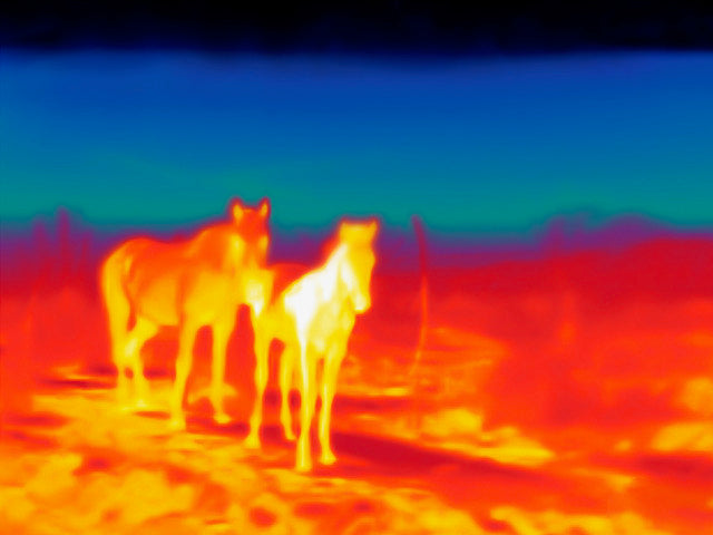 Nina Dietzel Borderlands (2024) Photograph - Horses